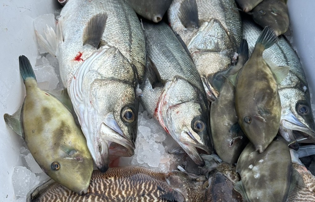 新鮮な魚の販売